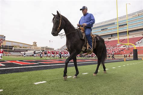 The challenges and rewards of being a Texas Tech horse mascot handler.